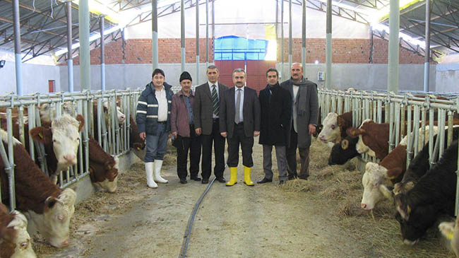200 başlık sığır işletmesi faaliyette