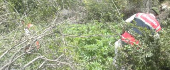 3 bin 738 kök kenevir ele geçirildi