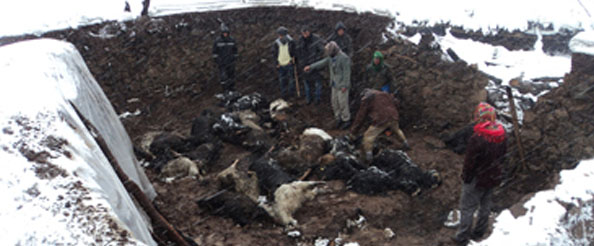 80 küçükbaş hayvan telef oldu