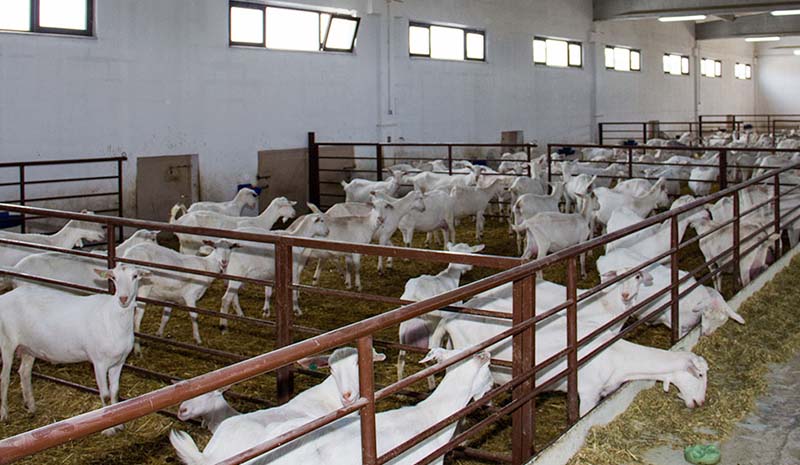 Ağıl yapana yüzde 50 hibe desteği