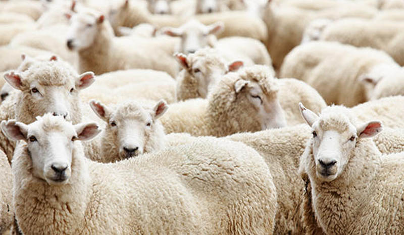 300 Koyun Projesi başladı!