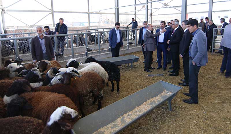 Canlı Hayvan Pazarı Hizmete Açıldı