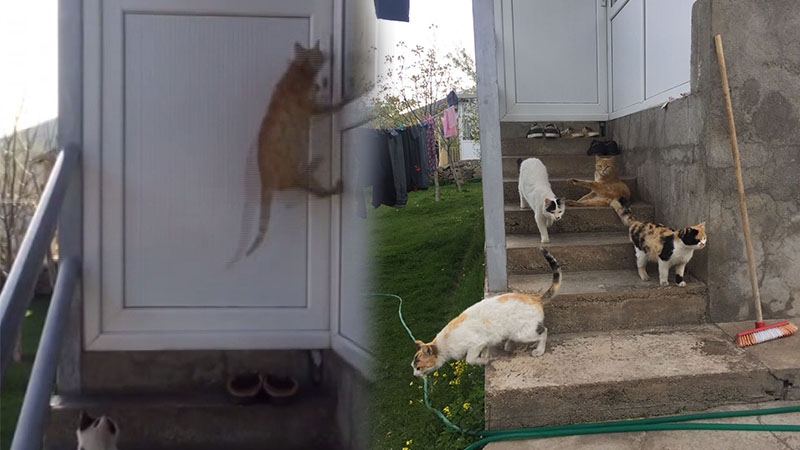 Kapı açmasıyla dikkat çekmişti, o kedi kayboldu