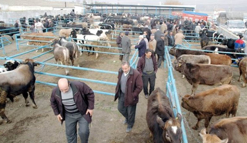 Kurbanlık satışları başladı