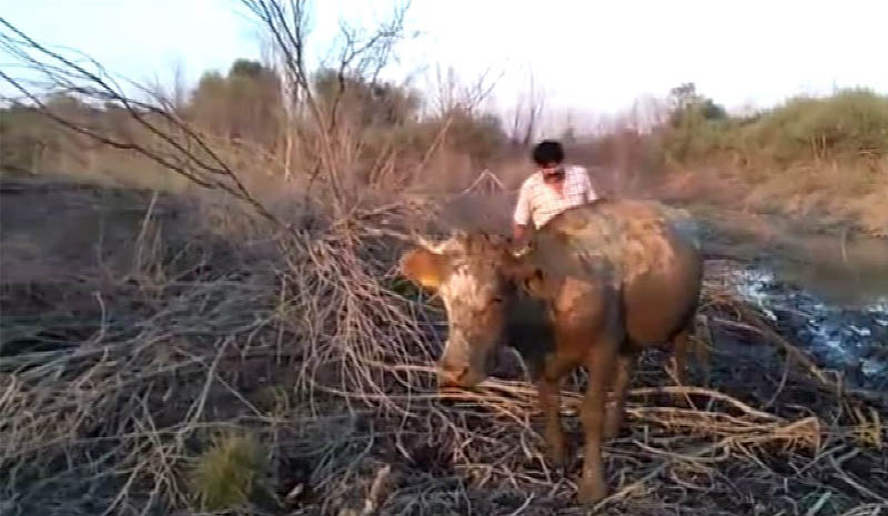 Bu kez inekler mahsur kaldı