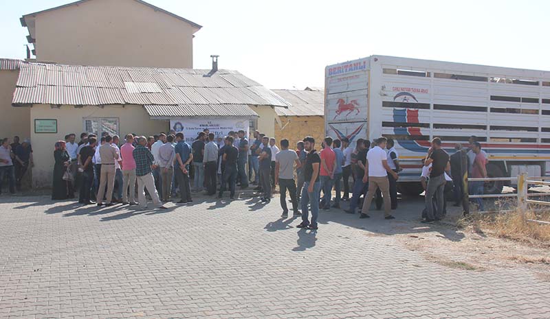 Besicilere koyun dağıtımı