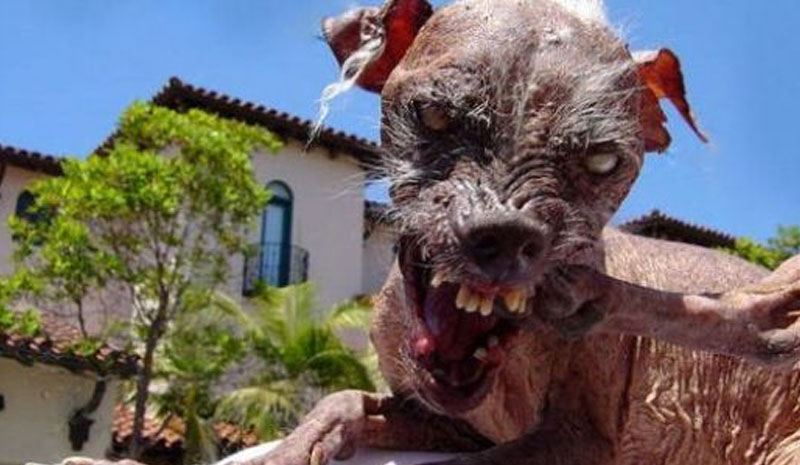 Her yıl 59 bin insan kuduzdan ölüyor