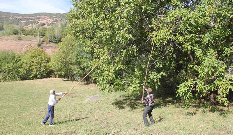 Ceviz hasadında düşüş!
