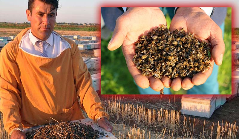 Arı ölümleri arttı