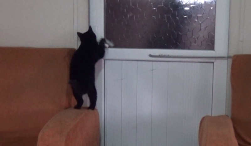 Motordan kurtardılar, sahiplendiler