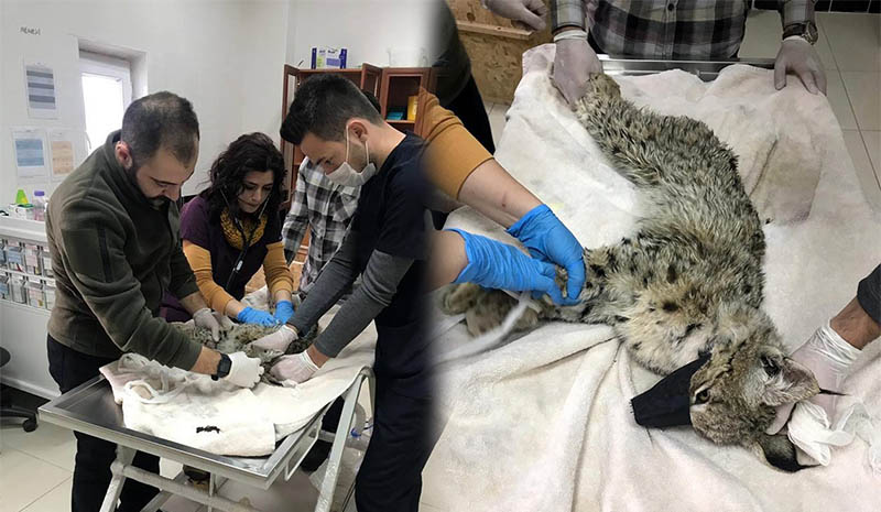 Yaralı vaşak tedavi altına alındı