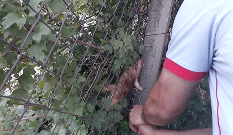 Yavru kediyi itfaiye kurtardı