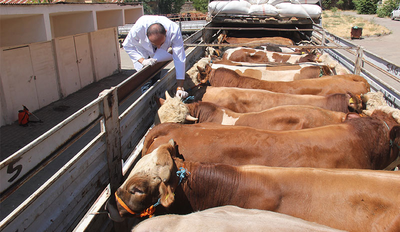 Kurbanlıklar, batıya doğru yola çıktı