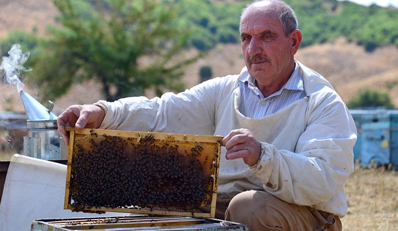Ödüllü arıcının başı ayılarla dertte!