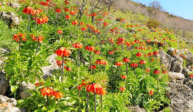 `Hüzün çiçeği` dağları süsledi