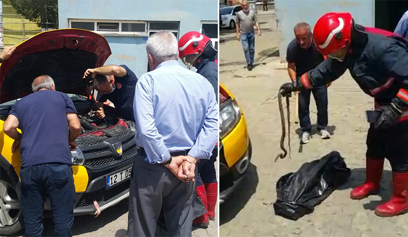 Taksinin motoruna giren yılan çıkarıldı