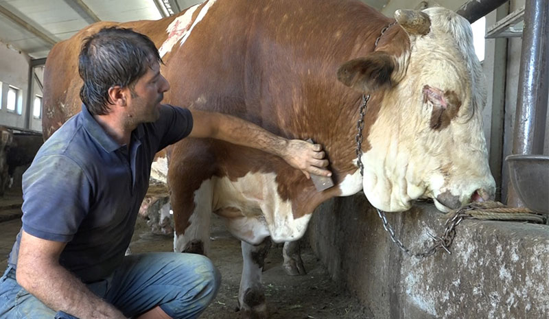 Tonluk tosunlar, alıcılarını bekliyor