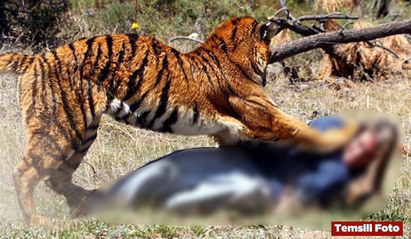 Genç`te kaplan saldırısı! Avcı hayatını kaybetti