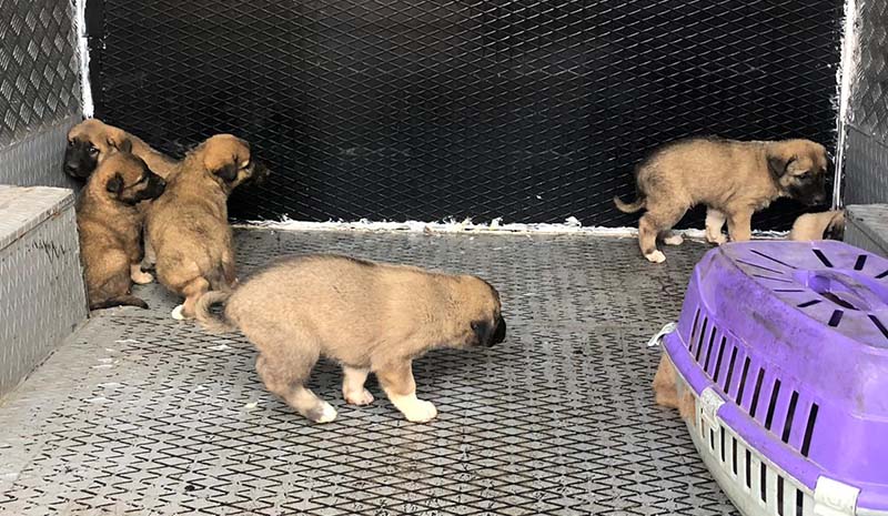 Yavru köpekler koruma altına alındı