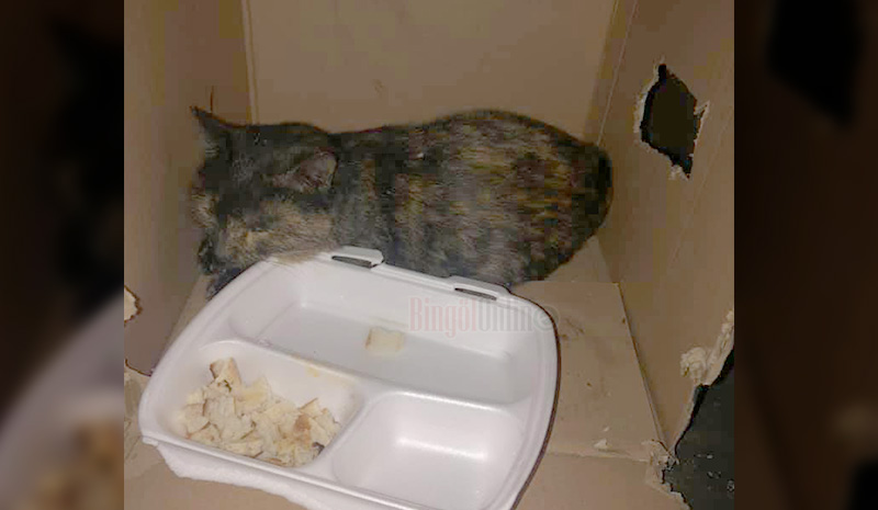 Yaralı kedi tedavi altına alındı