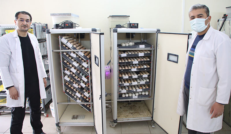 `Kuluçka merkezi` kanatlı hayvan yetiştiricilerine hizmet veriyor