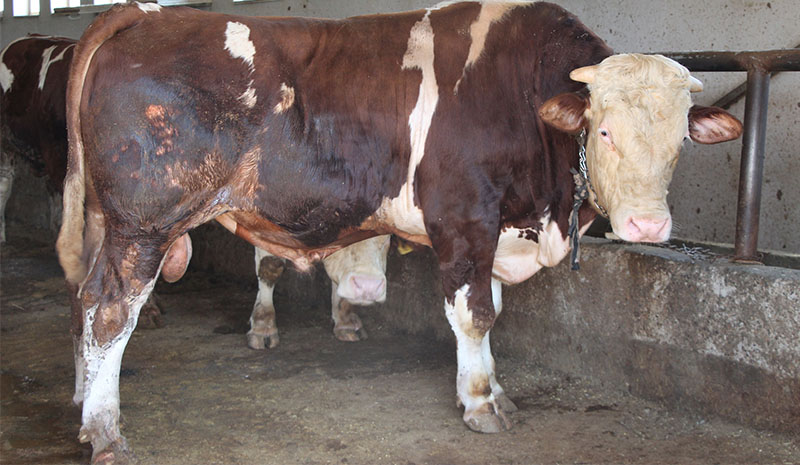 Tonluk tosunlar alıcılarını bekliyor