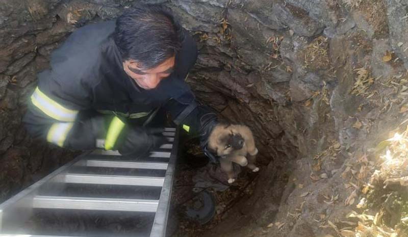 Kuyuya düşen yavru köpeği itfaiye ekipleri kurtardı