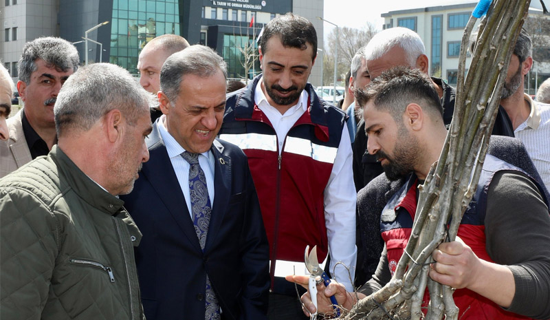 Bingöl`de çiftçiye hibeli ceviz ve dut fidanı