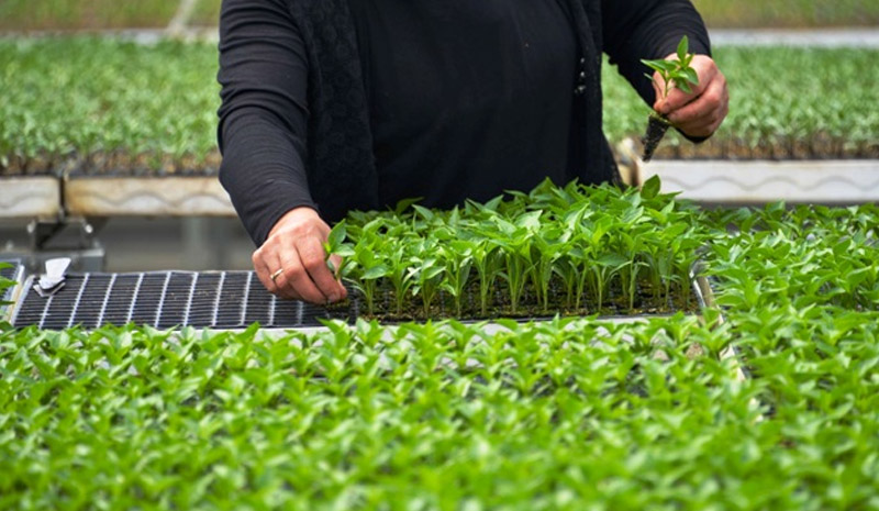 Bingöl`de çiftçiye hibeli sebze fidesi dağıtılacak