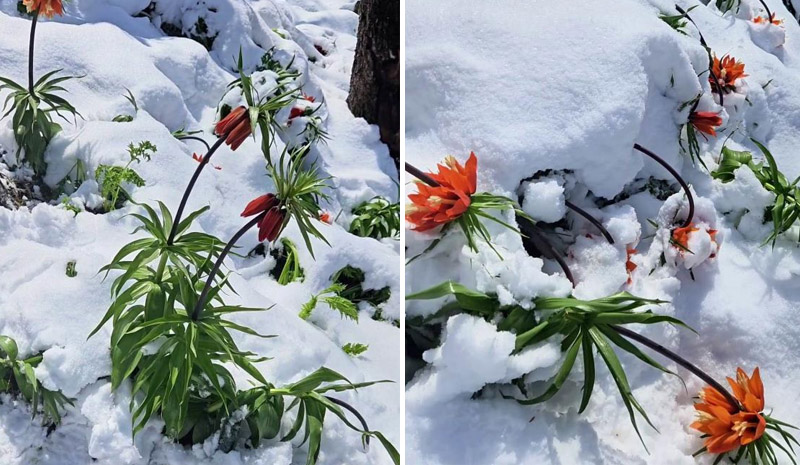 Bingöl`de ters laleler de kardan nasibini aldı