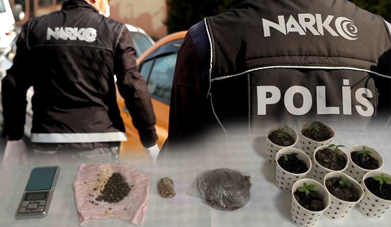 Bingöl`de kenevir ekmeye çalışırken yakalandılar!