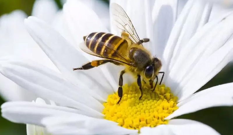 Arıların yarım kilo bal üretmek için gezdikleri çiçek sayısı inanılmaz