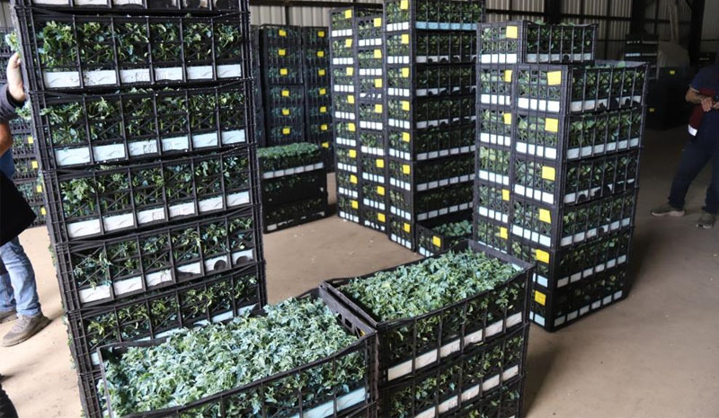 Bingöl`de üreticilere 442 bin sebze fidesi dağıtıldı