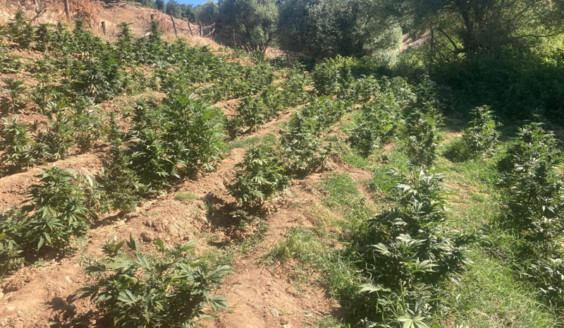 Bingöl`de 19 bin kök skunk bitkisi ele geçirildi