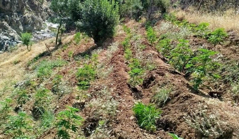 Bingöl`de uyuşturucu operasyonu