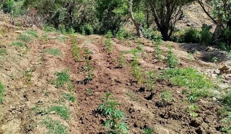 Bingöl`de 4 bin kök kenevir bitkisi ele geçirildi