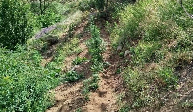 Bingöl`de 843 kök kenevir bitkisi ele geçirildi