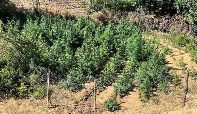 Bingöl`de Bin 651 kök kenevir bitkisi ele geçirildi