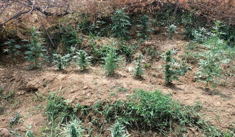 Bingöl`de uyuşturucuyla mücadele