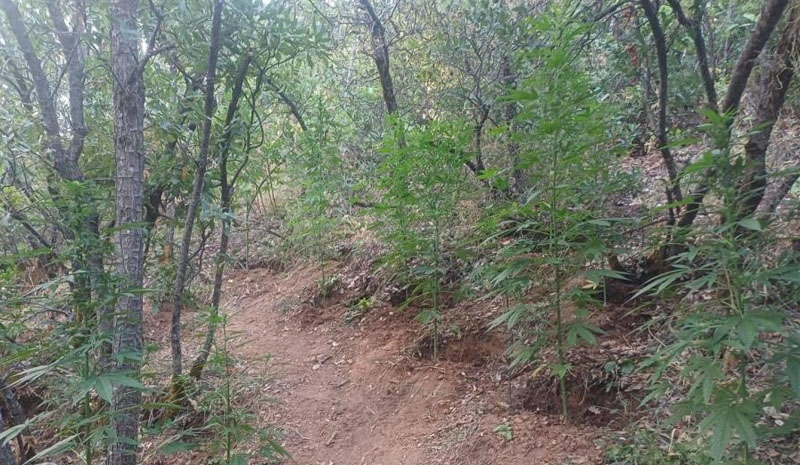 Bingöl`de uyuşturucu operasyonu: 2 bin 365 kök kenevir ele geçirildi
