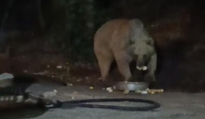 Bingöl`de şantiye alanına inen ayı karnını doyurdu...