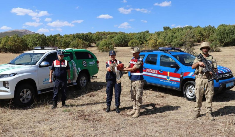 Bingöl`de yaralı kartal tedavi altına alındı