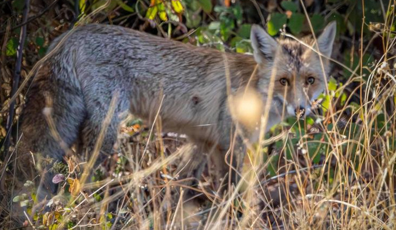 Kızıl tilki kadrajda!