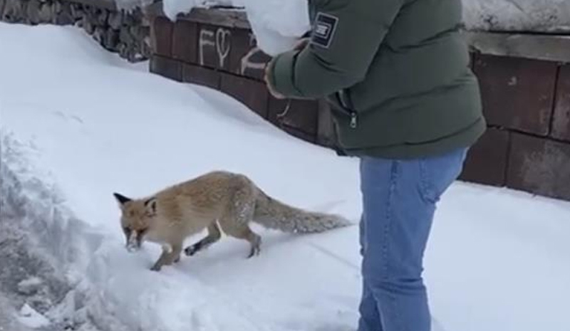 Bingöl`de aç tilki ilçe merkezine indi