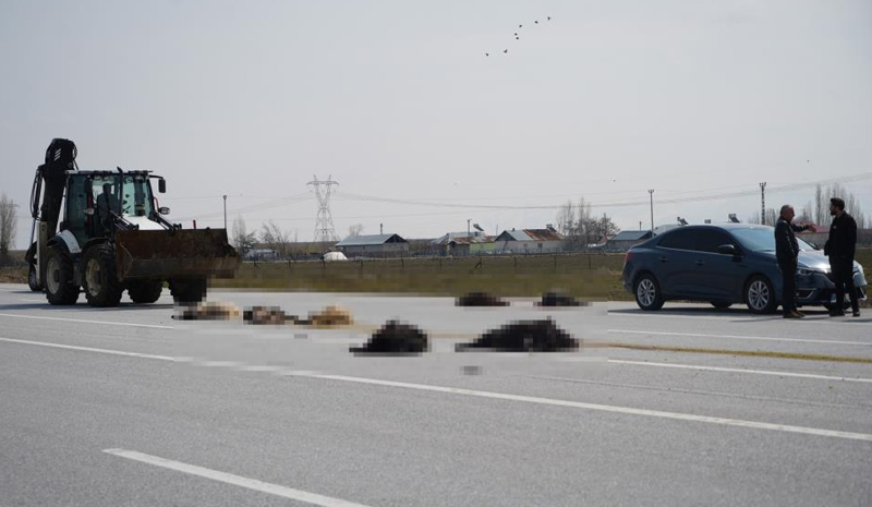 Dikkatsiz sürücü keçi sürüsüne daldı! 10 hayvan telef oldu