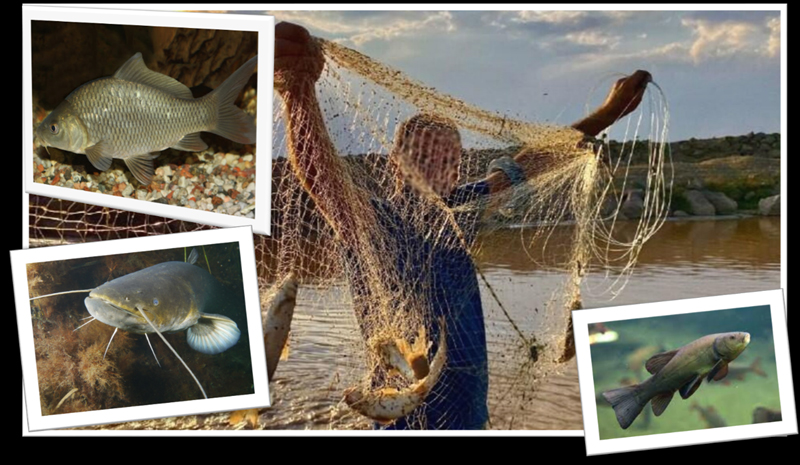 Bingöl`de su ürünleri av yasağı başlıyor