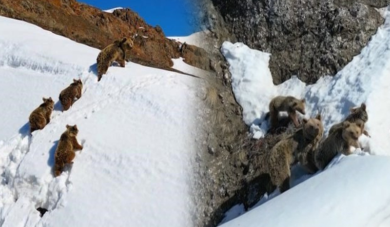 Bingöl`de kış uykusundan uyanan ayılar karla karşılaştı