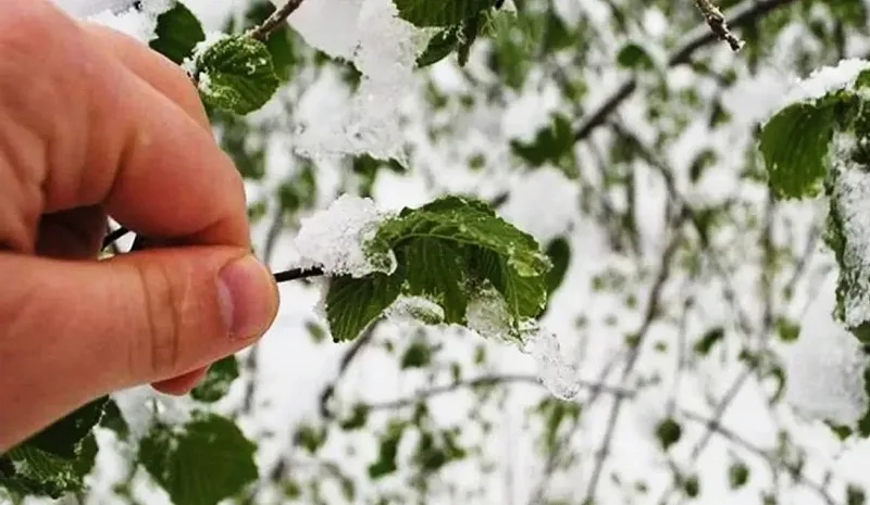 Bingöl için zirai don uyarısı: Üreticilere 4 günlük kritik süre