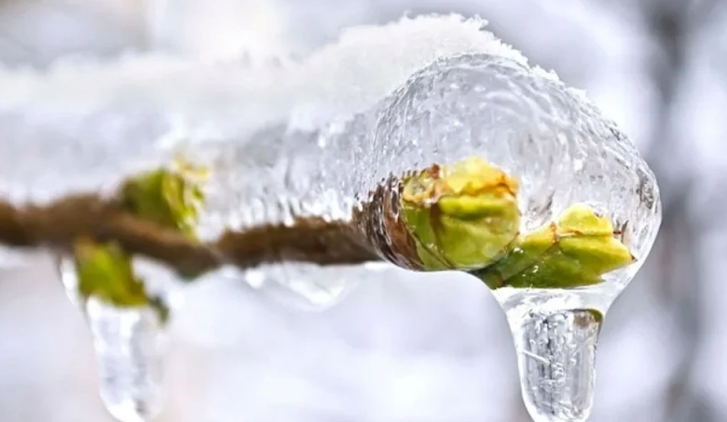 Bingöl`de Zirai Don Alarmı! Üreticilere 48 Saatlik Kritik Uyarı