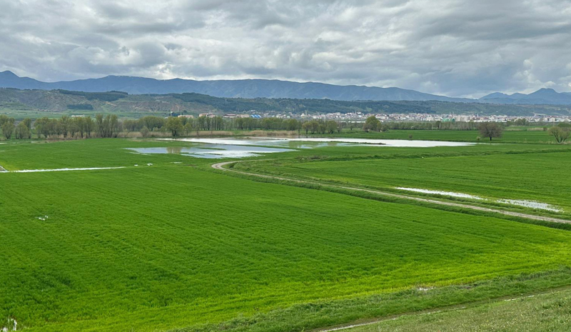 Bingöllü Çiftçilere Yabancı Ot ve Hastalık Riski Uyarısı
